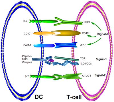 Molecular Mechanisms of T Cells Activation by Dendritic Cells in Autoimmune Diseases